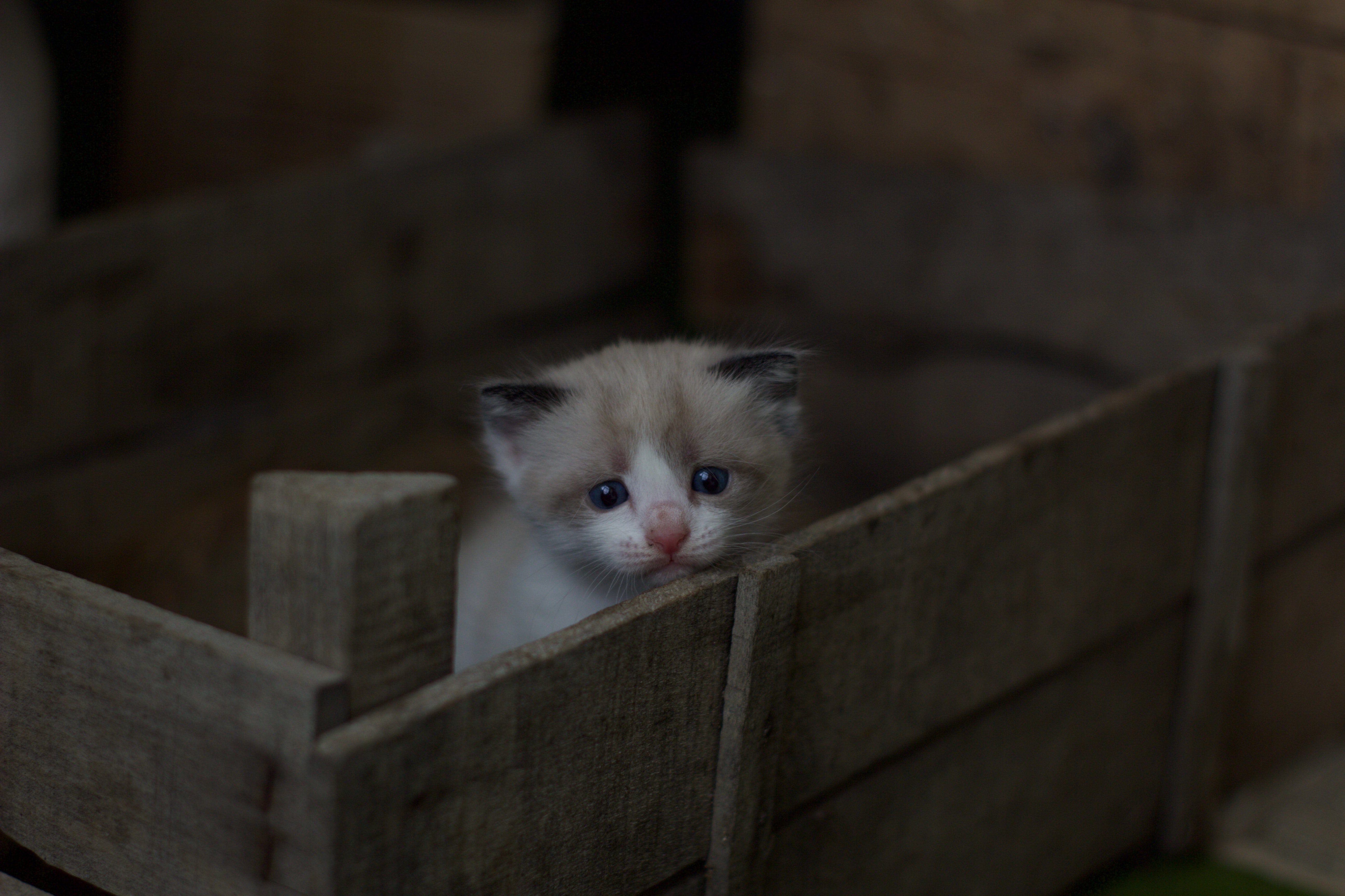 Оставить котенка. Грустный котенок. Одинокий котенок. Грустный одинокий котенок. Маленький грустный котенок.